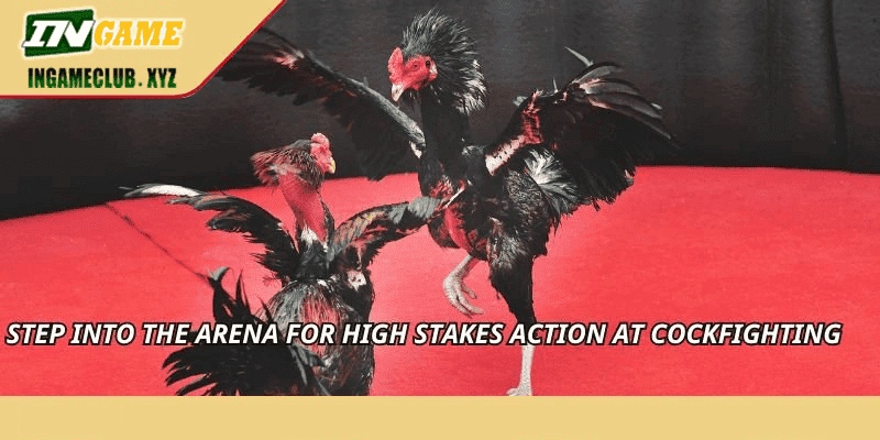 Step into the arena for high stakes action at Cockfighting