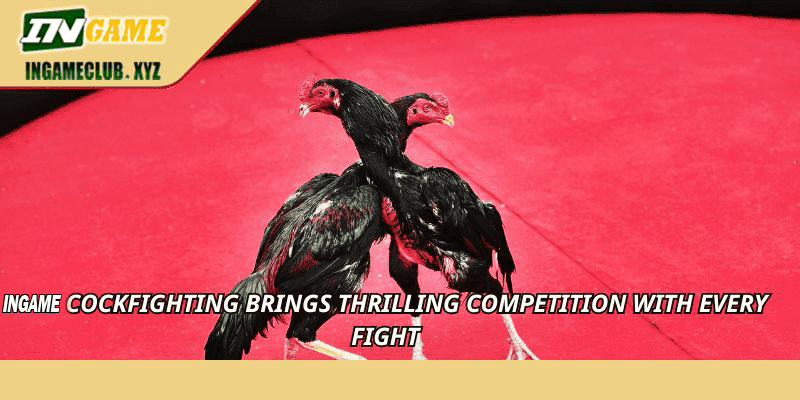 WW5 Cockfighting brings thrilling competition with every fight